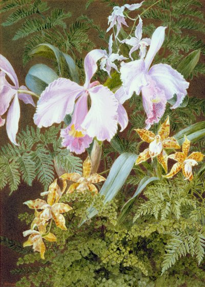 Orchids by Marian Emma Chase